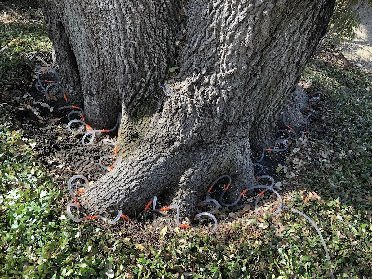 Detailed Tree Cabling and Bracing job site in Plain Dealing