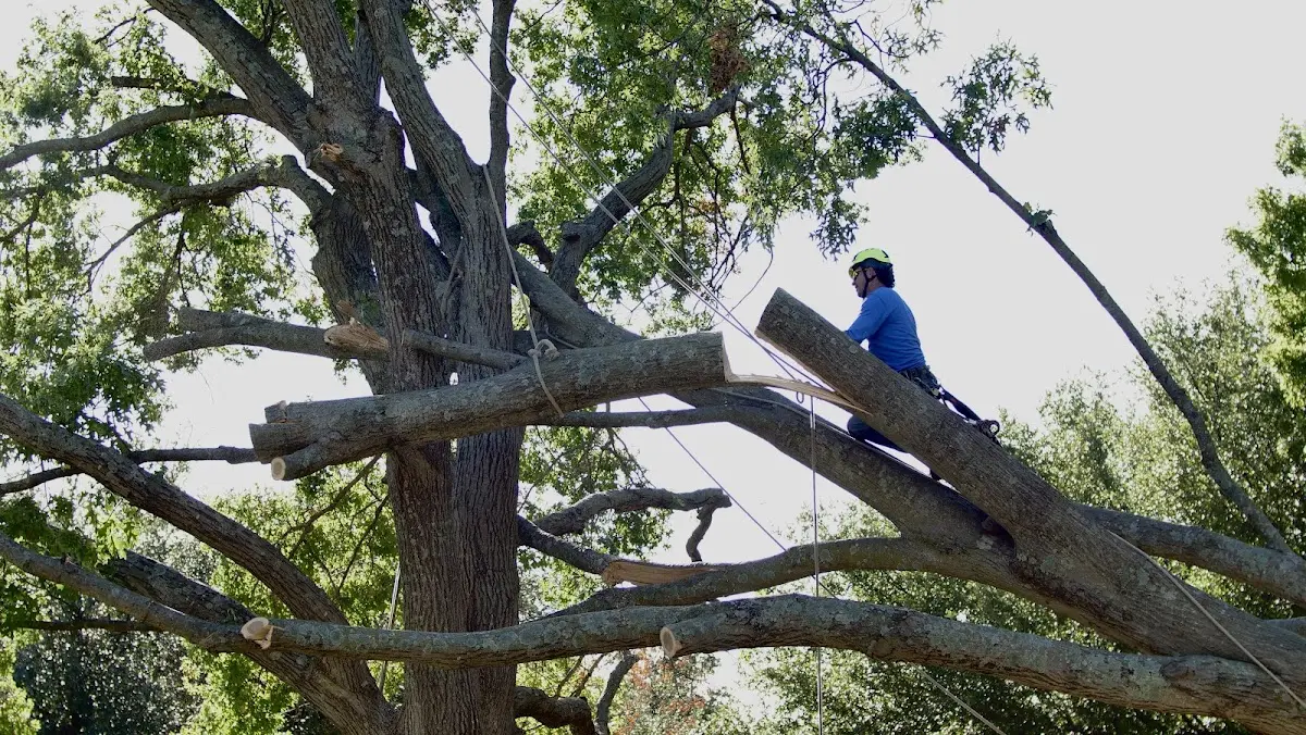 Professional Crown Thinning performed by certified arborists in Plain Dealing